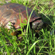 The same gopher tortoise, still a little red around the edges after a thorough cleaning.